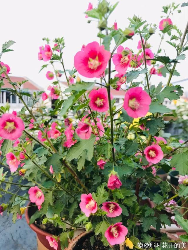 春夏秋冬四季什么花好看，这十种花几乎一年四季都开花