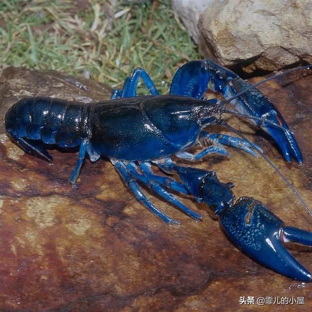 远古时代巨型龙虾，永葆青春真的不再是神话