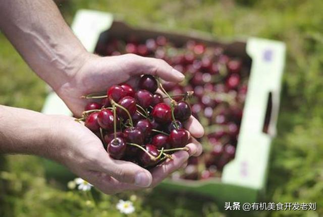 智利车厘子品种，如何选择智利车厘子