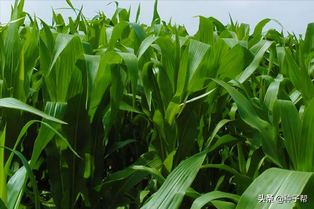 墨西哥玉米草缺点，墨西哥玉米草种植管理技术（墨西哥玉米草亩产3万公斤）