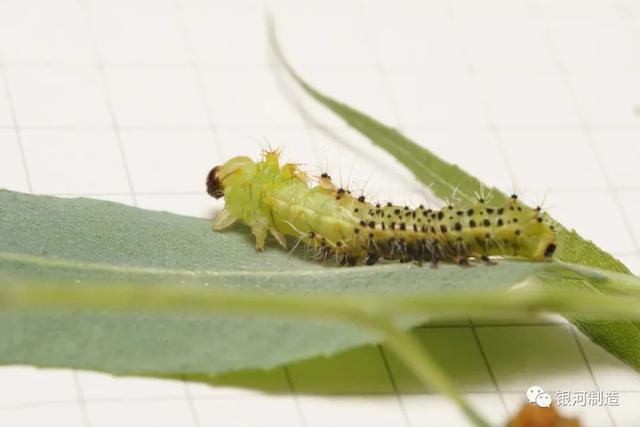 有哪些常见的飞蛾，自然记录蛾生一瞬