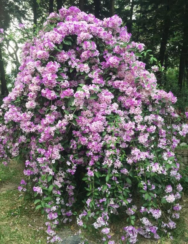 庭院中种什么爬藤花，院子里如果想搭设花廊架