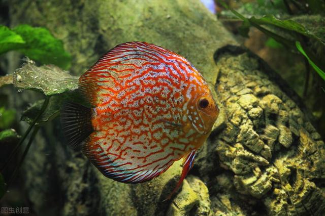 逼格高的热带鱼，10种最有异国情调的热带鱼
