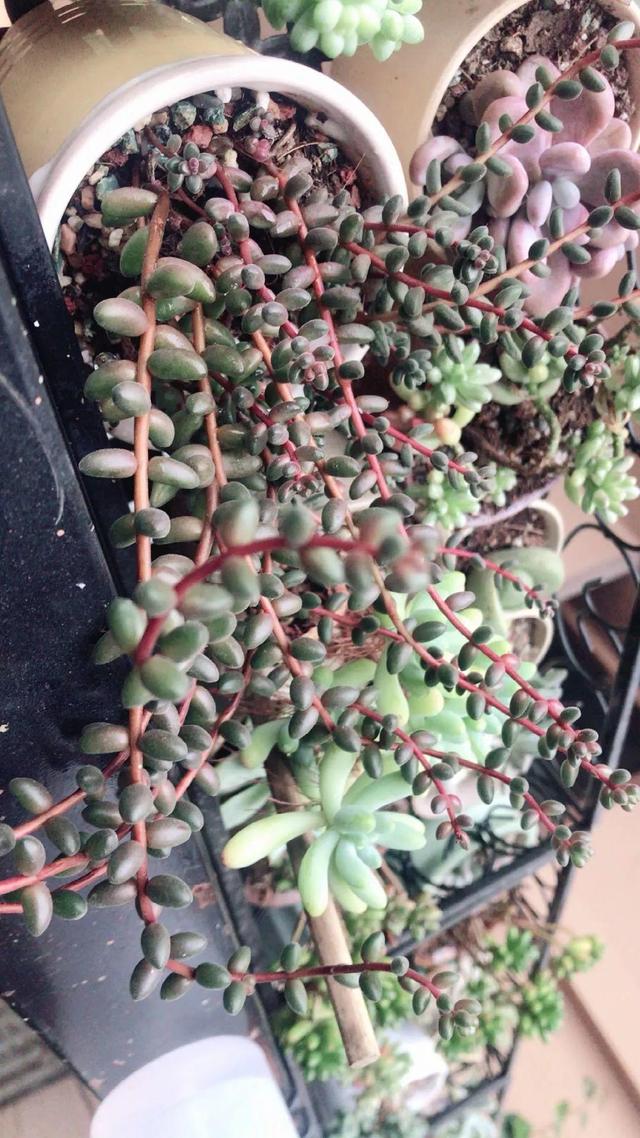 养着省心颜值高又爱长爆盆的多肉，这些多肉大普货