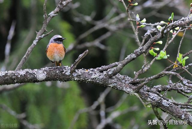 山东最有名的关帝庙，谁说山东每个县都有凤凰台遗址