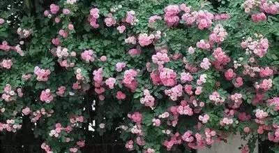 花语代表治愈的花，100种花的花语养养眼