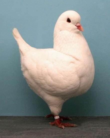 世界鸽子品种大全，地球最美鸽子大全