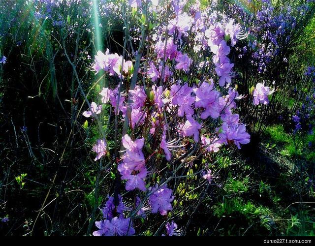 有趣的植物名字大全，盘点世界上最有趣的10种植物