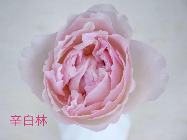 奥斯汀月季哪种最经典，香味浓郁还好养活。香味控别错过