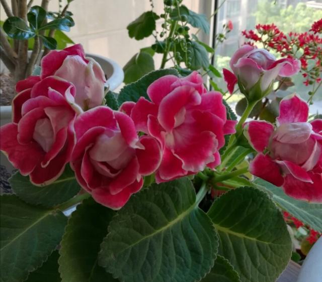 耐阴最好养的花卉，这30种耐阴花