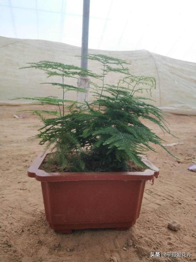 教师节送什么花给老师，教师节最好送什么花给老师
