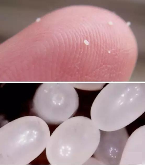 书生记录历史流氓创造历史，改变历史的跳蚤