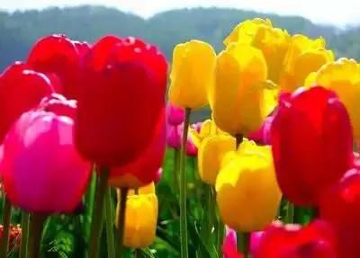 花语代表治愈的花，100种花的花语养养眼