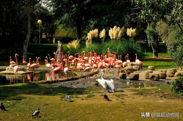蝶尾生存环境，在饲养上有什么注意事项