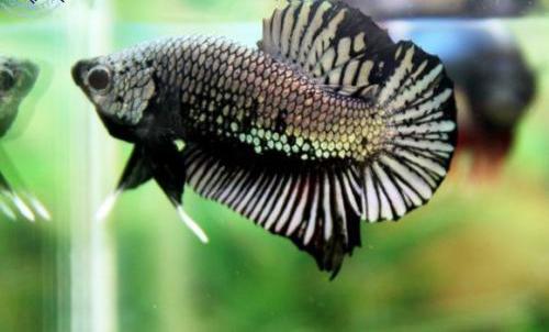 为什么泰国的斗鱼那么好看，盘点惊艳全球的十大泰国斗鱼