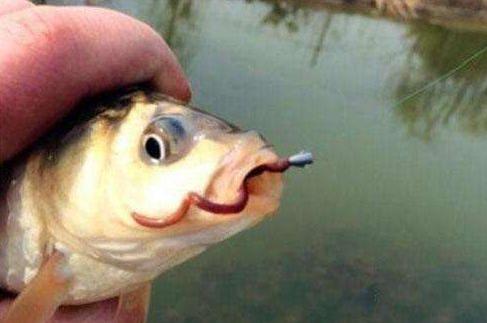 蚯蚓钓鱼的正确用法，钓友们蚯蚓你会用么