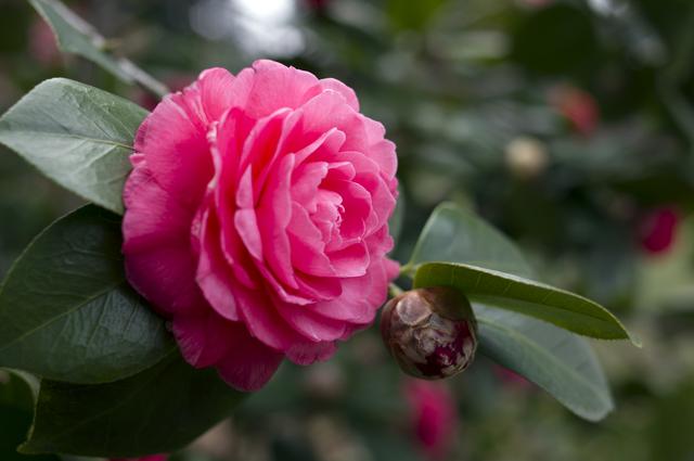国画芙蓉花图精品欣赏，十大名花十首诗词