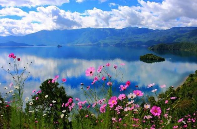 格桑花盛开的地方太漂亮了，100多亩格桑花花海美爆了