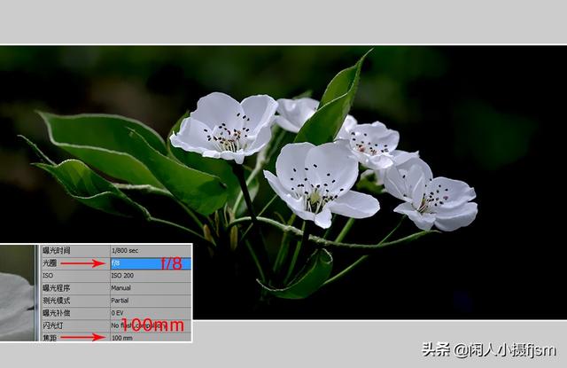 小景深效果花卉摄影技巧，花卉摄影如何拍出质感