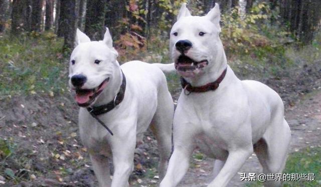 犬科动物有哪些，犬科动物排行榜