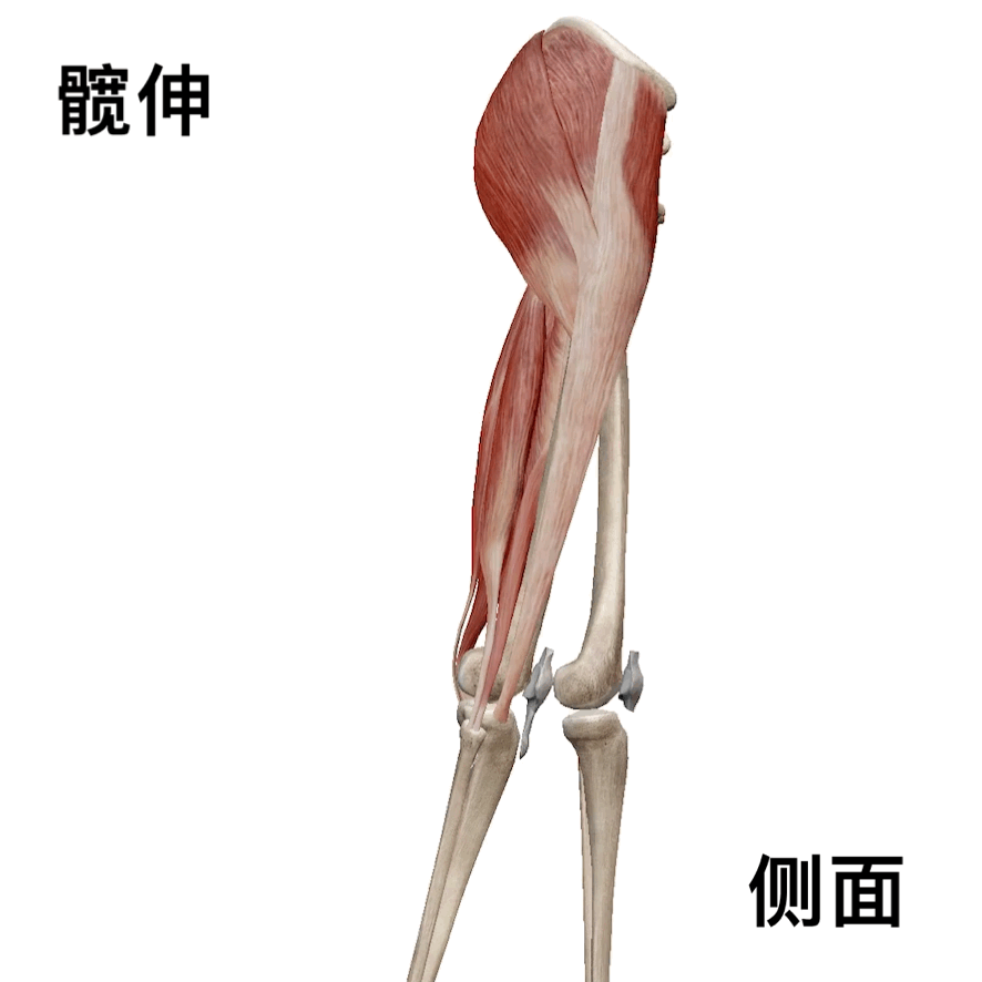 腘绳肌训练动作，12种腘绳肌训练方法（腘绳肌和臀部屈肌紧）