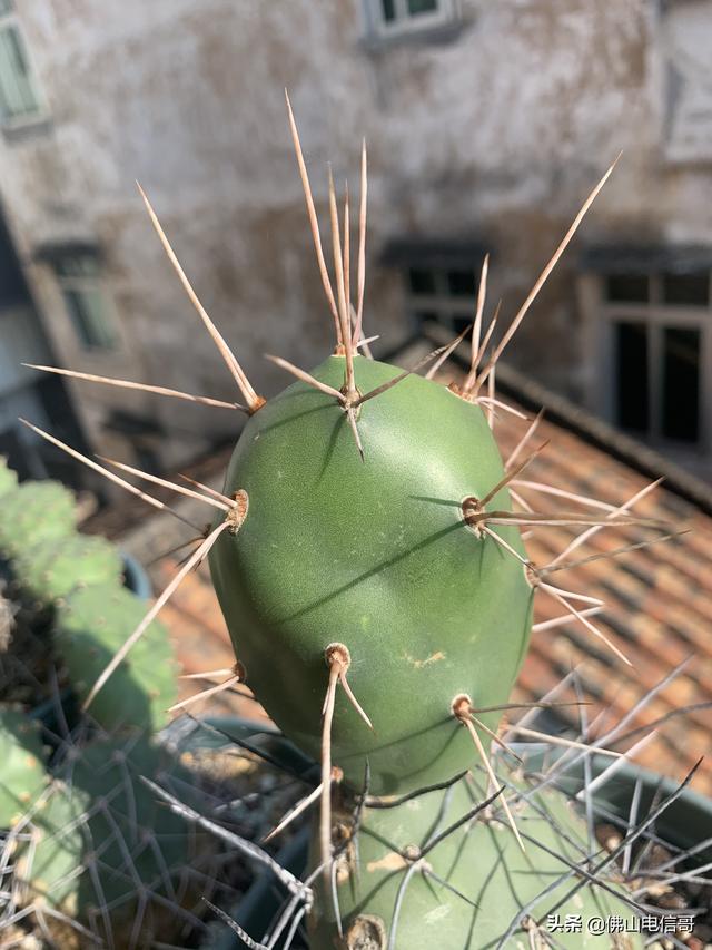 仙人掌的生长过程，仙人掌生长过程图（从干瘪到肥厚）