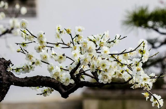 梅花什么时候开放，想要梅花春节开花（梅花什么时候开放最佳）