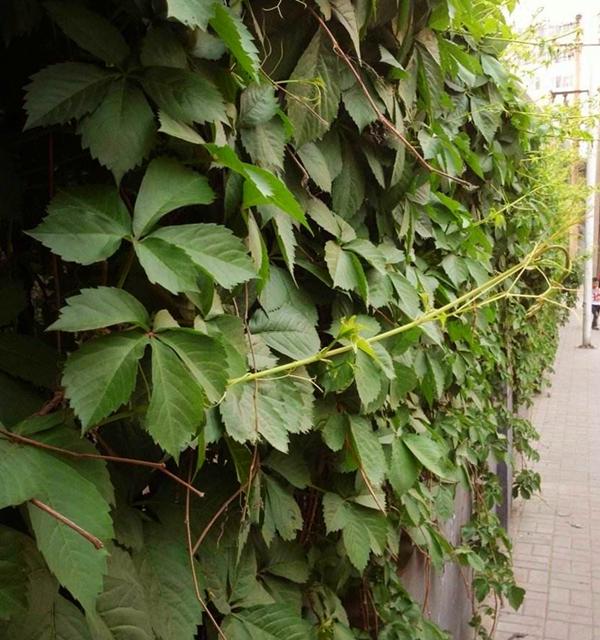 最好的藤蔓花排名，到了春天爬满墙开花海