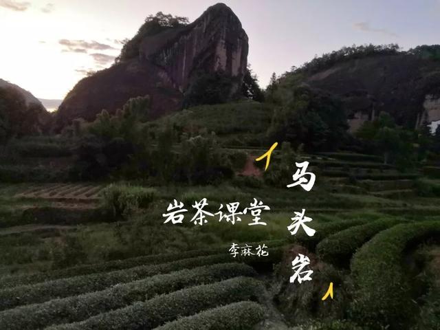 马头岩肉桂是高档茶吗，武夷岩茶肉桂是好茶吗（马头岩肉桂为什么紧随牛栏坑肉桂之后）