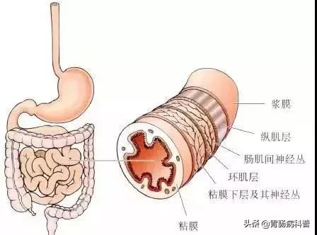 电子胃肠镜和超声胃镜有什么区别，1、带你走进人体消化道系统