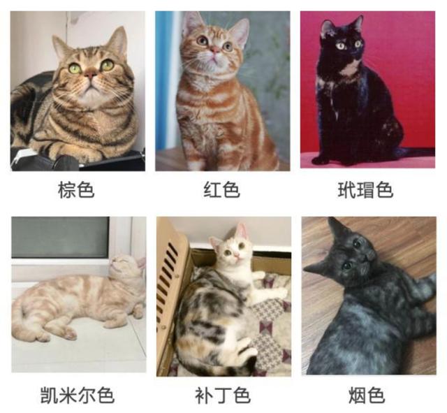 美短虎斑加白小时候，宠物知识银色标斑