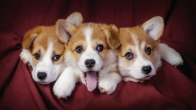 纯种柯基犬的特征，纯种柯基犬都有的5大特征
