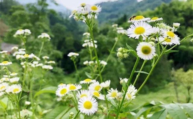 最常见二十种野花野草，都是童年的回忆