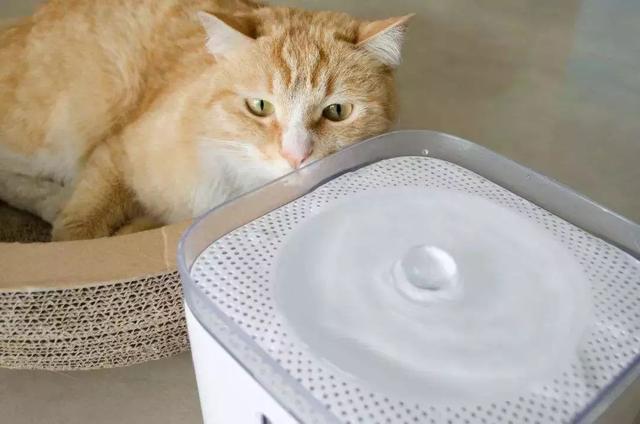 猫咪可以喝温水吗，猫咪能喝煮开的水吗（天冷了，猫咪也要多喝热水）