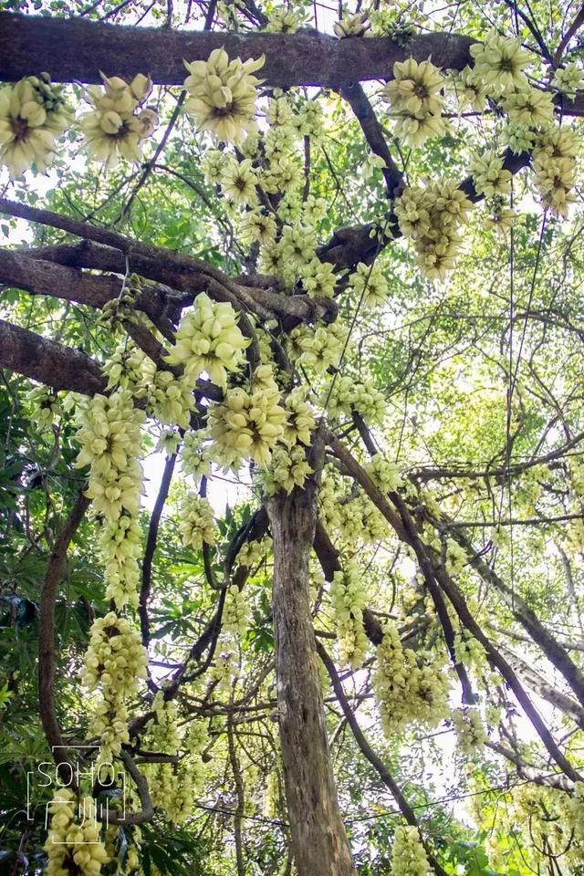 广州禾雀花观赏地，禾雀花美翻三月天
