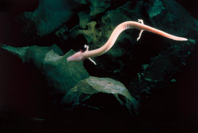 世界上最懒的动物，世界上唯一懒的动物（可7年不吃不喝不运动）