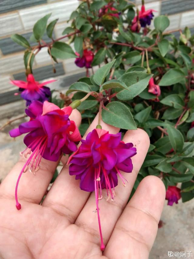 春夏秋冬四季什么花好看，这十种花几乎一年四季都开花