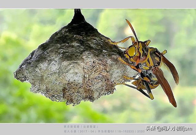 蜜蜂如何预防胡蜂，现在正是胡蜂最多的时候