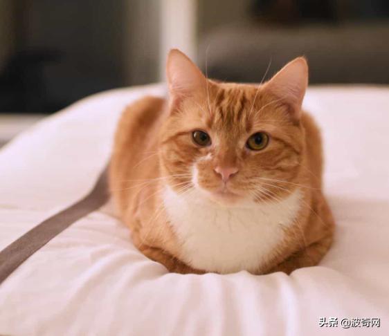猫咪的4种睡姿代表什么，猫睡姿里藏着这些秘密