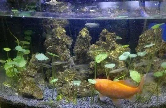 健康水浇花的正确方法，用这3种‘营养水’浇花