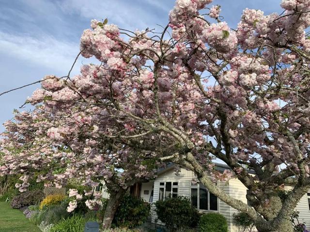 樱花烂漫几多时最新日本赏樱攻略，岁岁樱花树树春