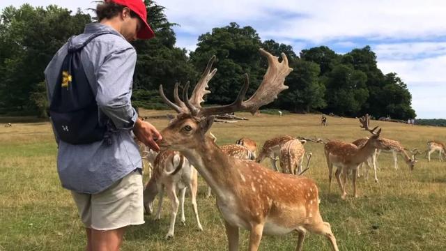 英国代表性动物，英国最有代表性动物