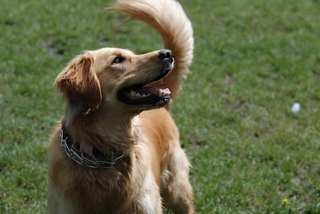 狗狗摇尾巴表示啥意思，狗狗在不同情况的摇尾巴