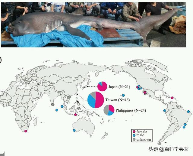 世上最大的淡水鲨，有史以来最大的十种鲨鱼