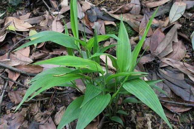 野生竹叶麦冬的功效，却被誉为“不死药”