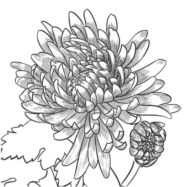 菊花的初学画法，适合零基础学习的菊花三种画法教程