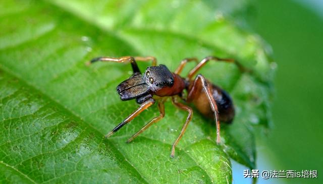 蚂蚁跟蜘蛛是昆虫吗，你能分辨吗这是蚂蚁