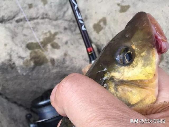 云南西双版纳巨骨舌鱼，巨骨舌鱼到底有多傻