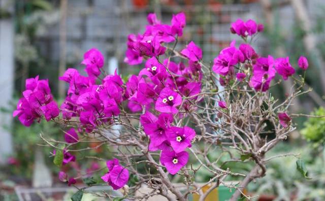 三角梅怎么过冬，三角梅过冬的养殖方法
