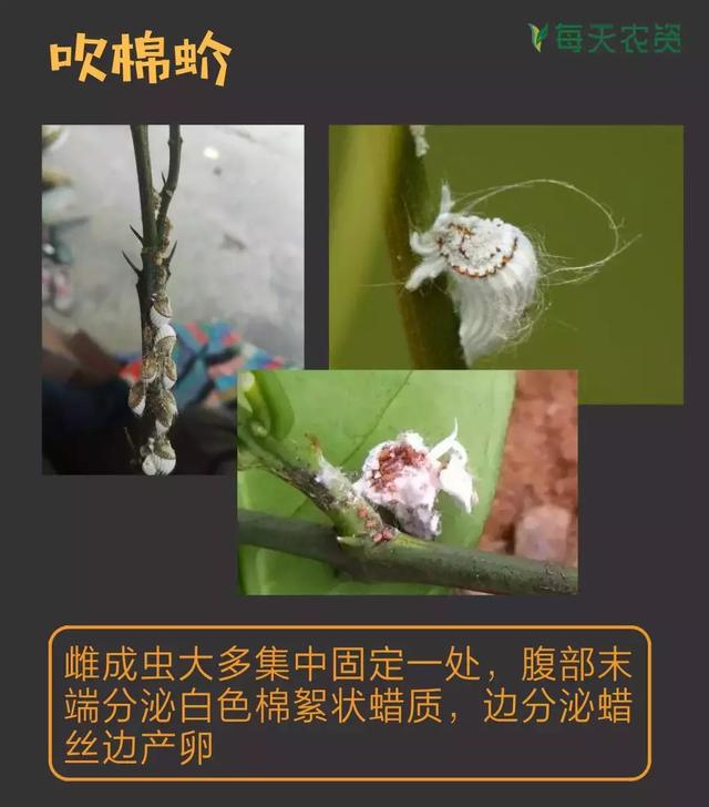 常见蚧类害虫汇总，蚧虫类虫害